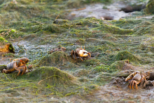 Multiple fiddler crabs scattered across muddy algae covered shore