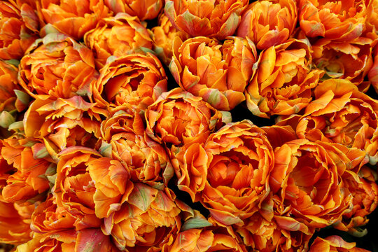 Orange tulips floral background, top view, spring flowers pattern