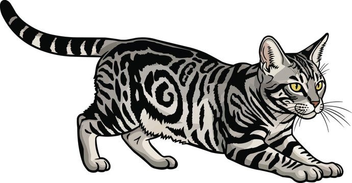 California Spangled Cat crouched alert stalking pose illustration