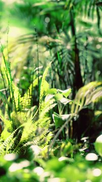 Sunlight filters through leaves in a dense forest. Green plants, including ferns and small shoots, fill the ground. The scene shows growth and life in a natural environment.