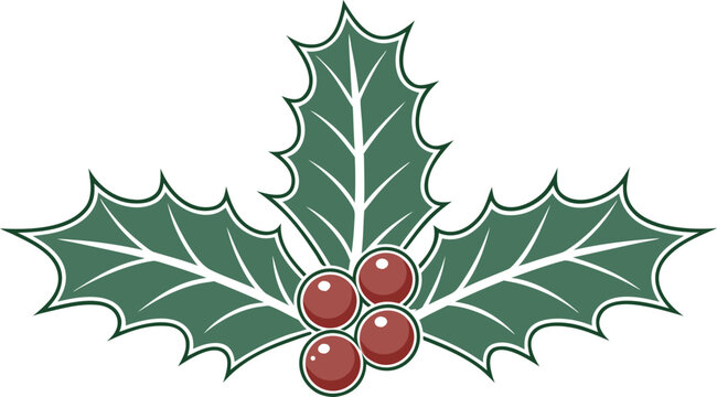 Glossy green holly leaves with bright red berries on white background