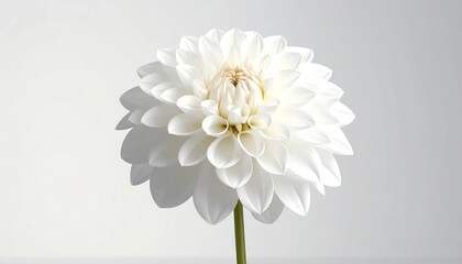 Obraz premium Beautiful White Dahlia Flower Isolated on White Background Studio Shot.