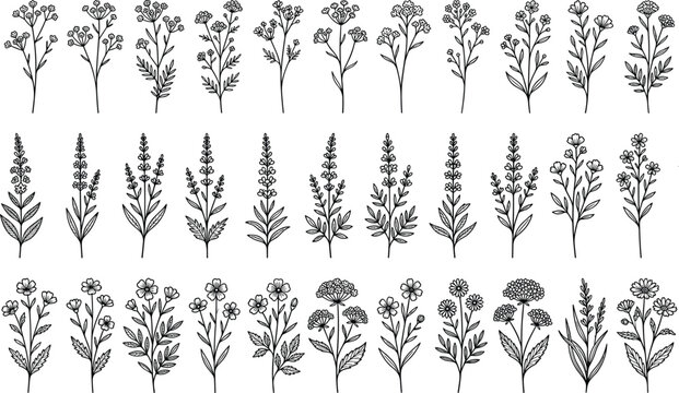 Wildflower and plant silhouettes collection, botanical blossoms and leafy stems vector illustration, nature artwork design graphic - black and white flat vector illustration