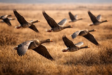 Obraz premium White fronted and bean geese flying above vast dry grassland in migration rest