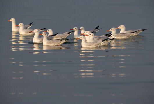 A flock of Slender-billed gulls in breeding plumage at Busaiteen coast, Bahrain