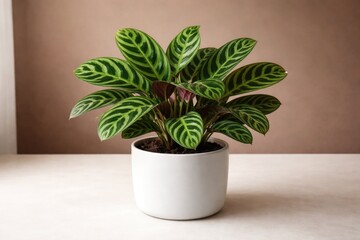 Fototapeta premium white pot holding prayer plant on a smooth brown and white surface background