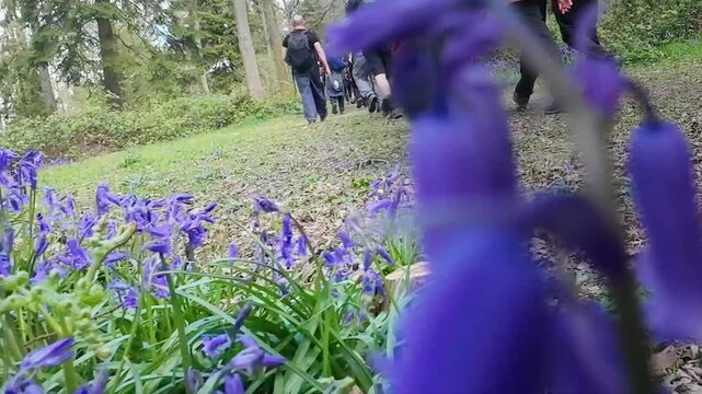 A group of people hiking in countryside near bluebells and bellflower fields