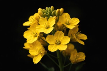 Obraz premium Yellow canola flower close up featuring deep black background