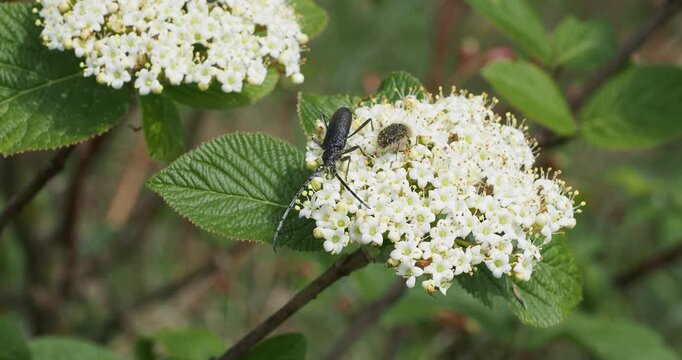 Cerambyx scopolii - Petit capricorne ou capricorne de scopoli, insecte col&eacute;opt&egrave;re avec une c&eacute;toine grise (Oxythyrea funesta) butinant du pollen sur une fleur de Viorne lantane (Viburnum lantana)
