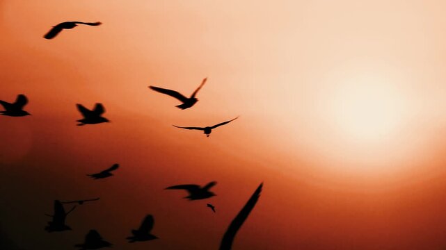  A flock of seagulls flies in silhouette across a warm orange sunset sky, creating soft motion against a smooth gradient backdrop, capturing a peaceful coastal atmosphere at dusk.
