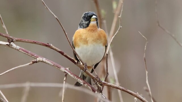Male brambling perched on a thin branch