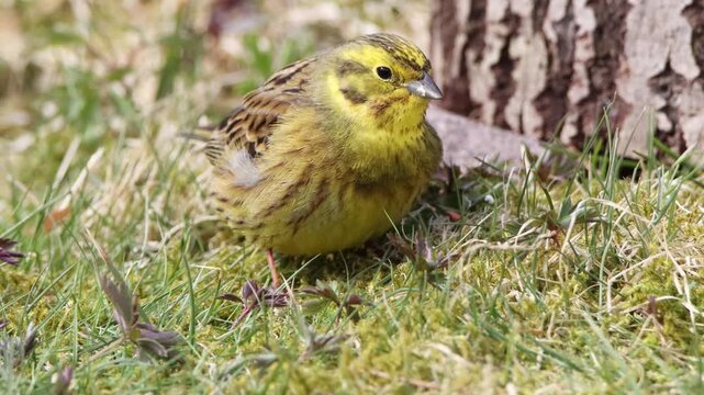 Yellowhammer searching for seeds in the grass