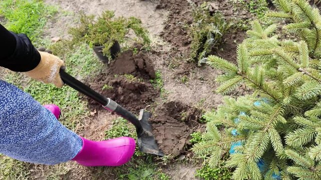 Person in pink boots digs soil with a shovel beside a small evergreen tree, fresh holes and loose dirt suggest planting work, practical outdoor gardening mood