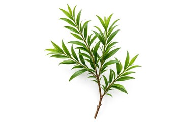 Obraz premium Detailed tea tree twig set against a pure white backdrop