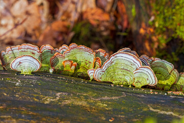 Fungus Turkey Tail © Jordan