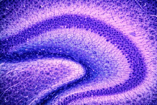 Nervous tissue of hippocampus highlighted by cresyl violet staining
