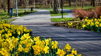 Park Centralny w Olsztynie pełen kwitnących Żonkili © Krzysiek Cegiełka