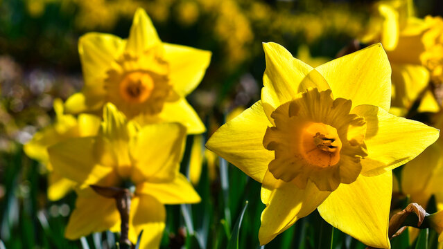 Zbliżenie na kwitnące wiosną Żonkile
