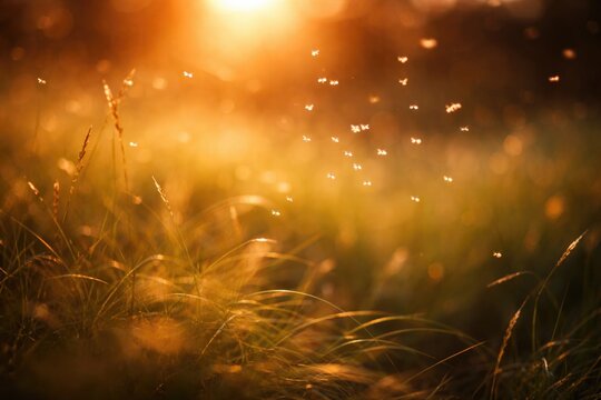 Warm evening sunlight glowing over blurred grass with flying gnats