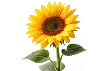 Fototapeta premium Single sunflower with radiant yellow blooms against a clean white surface