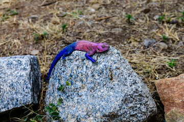 Mwanza flat-headed rock agama or the Spider-Man agama (Agama mwanzae) at Serengeti national park, Tanzania. Wildlife photo © ihorbondarenko