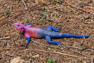 Mwanza flat-headed rock agama or the Spider-Man agama (Agama mwanzae) at Serengeti national park, Tanzania. Wildlife photo © ihorbondarenko
