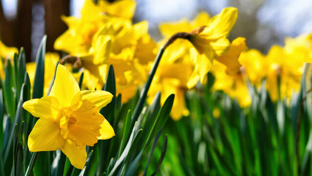 Łąki pełne kwitnących Żonkili