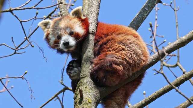 The red panda, Ailurus fulgens, also called the lesser panda and the red cat-bear sitting on a tree.