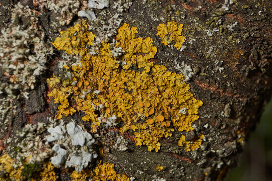 Wall Xanthoria (lat. Xanthoria parietina) is a lichen of the Telochistaceae family, a species of the Xanthoria genus on the bark of a tree.
