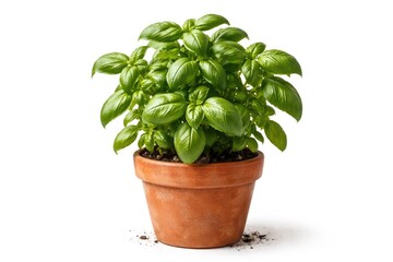 Naklejka premium Fresh Basil Plant in Terracotta Pot Isolated on White Background