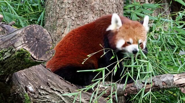 The red panda, Ailurus fulgens, also called the lesser panda and the red cat-bear sitting on a tree.