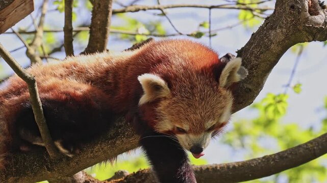 The red panda, Ailurus fulgens, also called the lesser panda and the red cat-bear sitting on a tree.