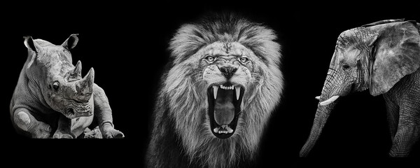 African Wildlife Power Banner Lion, Elephant and Rhino on Black Background with Copy Space © denisapro