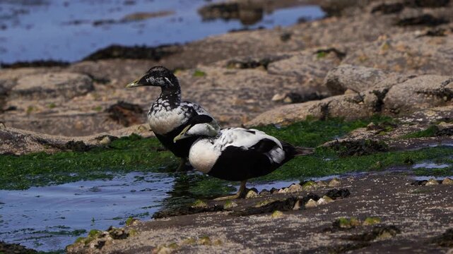 Male common eiders (Somateria mollissima) also called St. Cuthbert's duck or Cuddy's duck drinking water while sitting on the rocks
