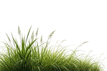 Fototapeta premium Isolated green reeds and long grass featuring copy space on plain white background