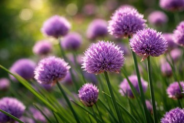 Fototapeta premium Close up of purple chive blooms flourishing in garden