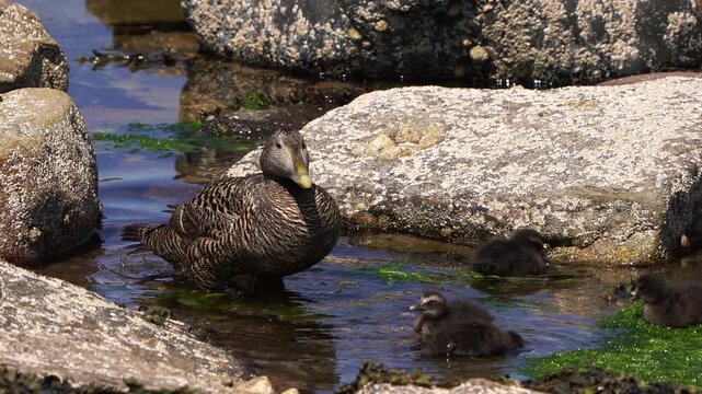 A female common eider (Somateria mollissima) also called St. Cuthbert's duck or Cuddy's duck together with its chickens
