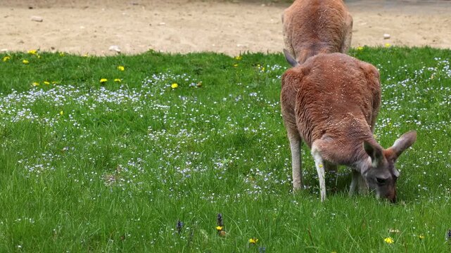The red kangaroo, Macropus rufus is the largest of all kangaroos, the largest terrestrial mammal native to Australia, and the largest extant marsupial.