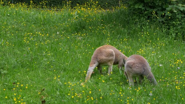 The red kangaroo, Macropus rufus is the largest of all kangaroos, the largest terrestrial mammal native to Australia, and the largest extant marsupial.