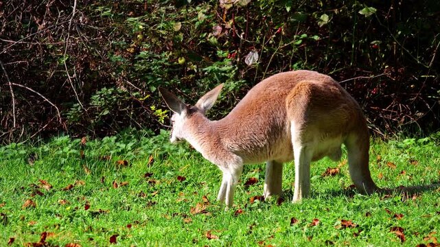 The red kangaroo, Macropus rufus is the largest of all kangaroos, the largest terrestrial mammal native to Australia, and the largest extant marsupial.