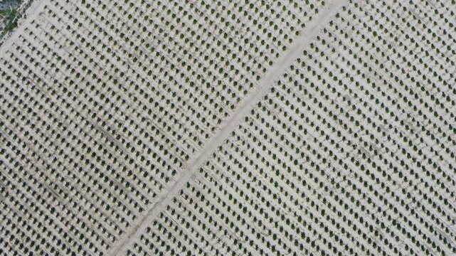 Aerial view of young mandarin trees planted in staggered pattern. Geometric orchard layout forming abstract shapes across agricultural field in Mediterranean farming landscape. 