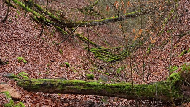 Schlucht im zeitigem Fr&uuml;hjahr, Seltenbachschlucht, Klingenberg am Main, Churfranken, Untermain, Main, Bayern, Deuschland