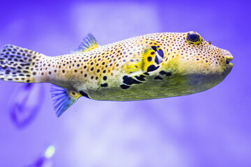 Underwater scene with yellow-green fish swimming upwards in a blue aquatic environment Glossy fish scales, naturalistic tones, tranquil mood © Mister