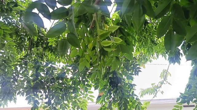Lush green canopy of drooping leaves, ideal for naturethemed designs, ecofriendly concepts, or tranquil backgrounds in various visual creations.