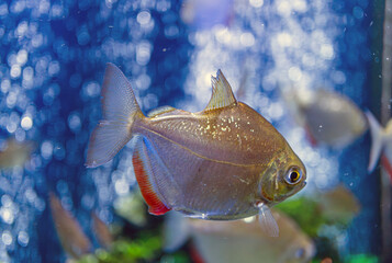 Underwater aquarium scene with school of fish, one large striped fish in center facing camera, dynamic movement, soft naturalistic lighting, blue color palette, observational perspective, three-dimen © Mister