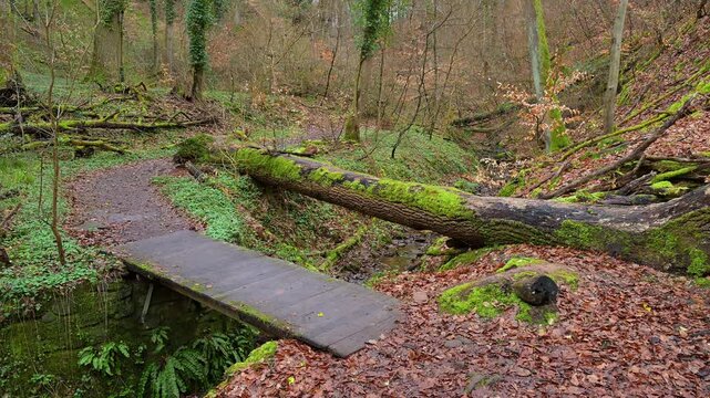 Weg mit Bach im zeitigem Fr&uuml;hjahr, Seltenbachschlucht, Klingenberg am Main, Churfranken, Untermain, Main, Bayern, Deuschland