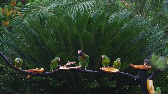 flock of orange-chinned parakeet and brown-hooded parrots at feeder in tropical rain 111
