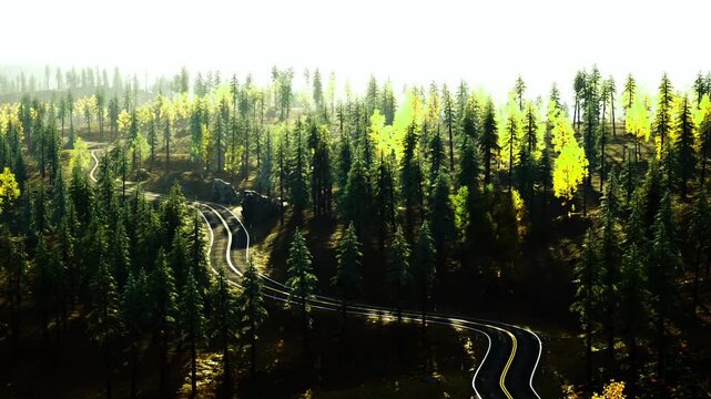 Sunlit winding mountain road through pines conveying adventurous scenic drive with glinting asphalt, sloping ridge, scattered shadows and distant valley view