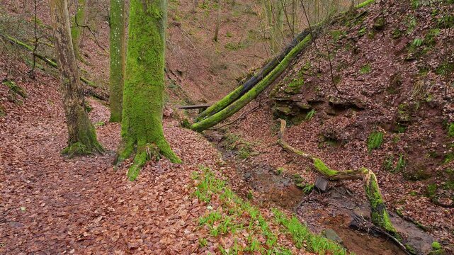 Schlucht im zeitigem Fr&uuml;hjahr, Seltenbachschlucht, Klingenberg am Main, Churfranken, Untermain, Main, Bayern, Deuschland