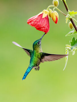 Long-tailed sylph hummingbird feeding from vibrant red flower in Colombia